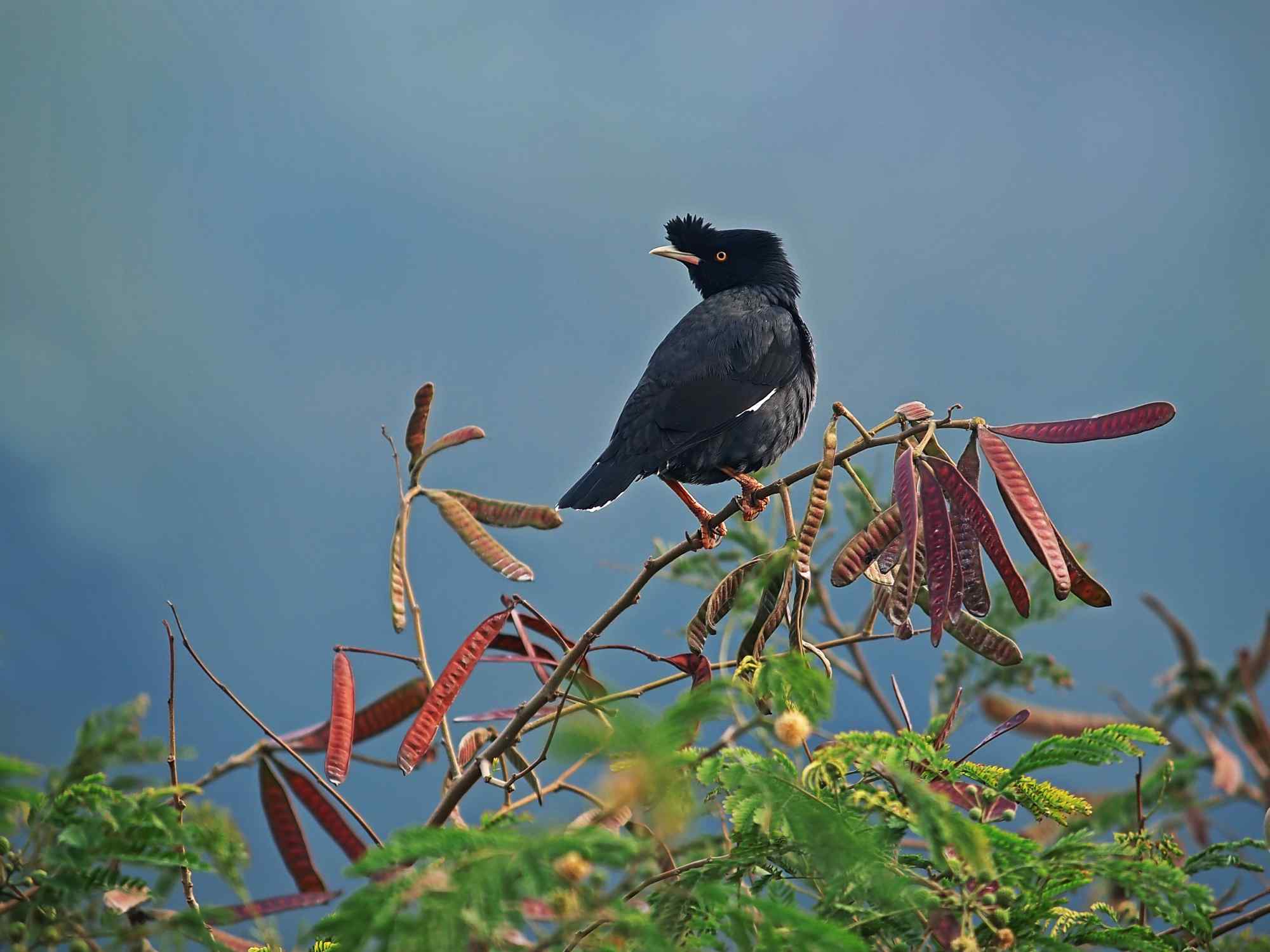 社團法人台北市野鳥學會