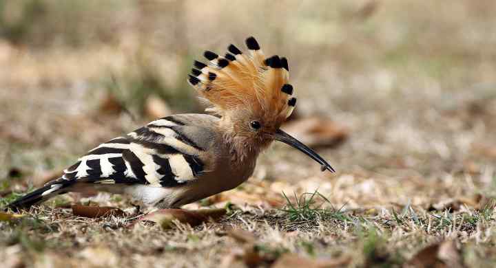 走 趣賞鳥 社團法人台北市野鳥學會